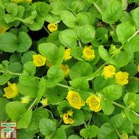 Lysimachia nummularia (Marginal Aquatic) - 3 x 1 litre potted lysimachia plants