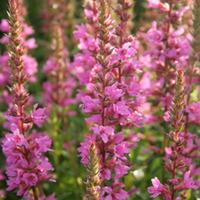 lythrum salicaria robin large plant 1 x 1 litre potted lythrum plant