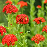 lychnis chalcedonica large plant 2 x 1 litre potted lychnis plants