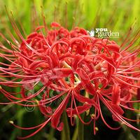 lycoris radiata red spider lily pack of 5 bulbs