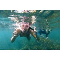 Manly Snorkeling Tour and Nature Walk