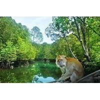 Mangrove Cruise in Cherating