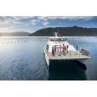 Marlborough Sounds Seafood Cruise from Picton