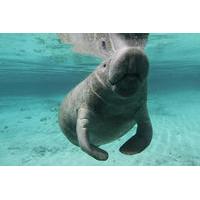 Manatee Swim Tour