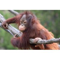 matang wildlife rehabilitation centre and kubah national park tour fro ...