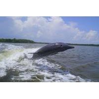 Manatee Ecotour and Shelling Adv...