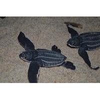 Matura Beach Turtle Watching Exp...