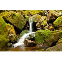 Manoa Waterfall Small Group Adventure