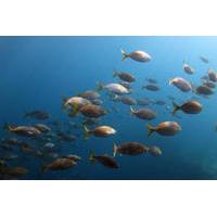 Marine Reserve Diving in Gran Canaria