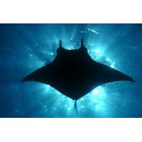 Manta Ray Snorkel Sunset or Moonlight Kona Big Island