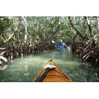 mangrove tunnel kayak eco tour