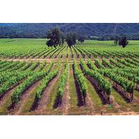 Maipo Valley Wine Tour: Santa Rita and Concha y Toro Wineries