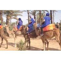 marrakech half day camel ride in palm grove