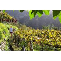 Madeira Wine Tour-Vineyards and Cellars