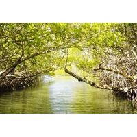 Mangrove Lagoon Tour in Cancun