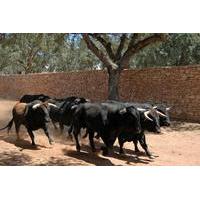 Malaga Shore Excursion: Visit an Andalusian Horse Breeding Farm in Ronda