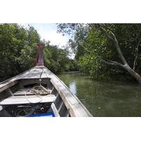 Mangrove Boat Tour in Krabi