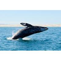 Majestic Whale Watching Adventure from Los Cabos