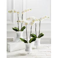 Majestic Pure Celebration Orchid Trio