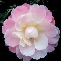 Magic Mum Camellia Gift