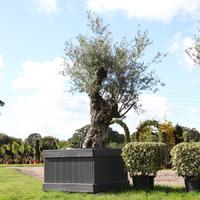 Mature Olive Tree