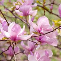 Magnolia \'George Henry Kern\' (Large Plant) - 2 x 12 litre potted magnolia plants