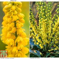 Mahonia Collection - 2 x 9cm potted mahonia plants - 1 of each variety