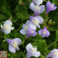 Mazus reptans - 3 x 9cm potted m...