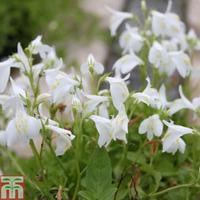 Mazus reptans \'Alba\' - 3 x 9cm potted mazus plants
