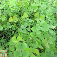 Marsilea quadrifolia (Oxygenating Aquatic) - 1 x 1 litre potted marsilea plant