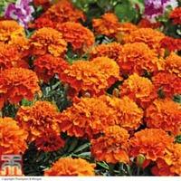 Marigold \'Fireball\' - 48 marigold plug plants