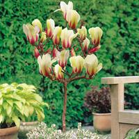 Magnolia \'Denudata Sunrise\' (Patio Standard) - 1 x Magnolia Complete Pot Collection