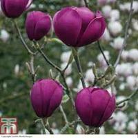 Magnolia \'Black Tulip\' - 1 bare root magnolia plant