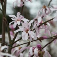 Magnolia x loebneri \'Leonard Messel\' (Large Plant) - 2 x 3.6 litre potted magnolia plants
