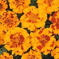 marigold durango bolero f1 hybrid 1 packet 30 marigold seeds