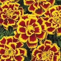 Marigold \'Durango Bee\' F1 Hybrid - 1 packet (40 marigold seeds)
