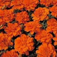 Marigold \'Durango Tangerine\' F1 Hybrid - 1 packet (40 marigold seeds)