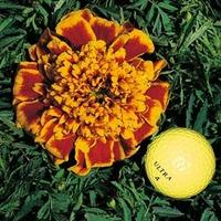 Marigold \'Colossus\' - 1 packet (150 marigold seeds)