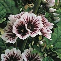 Malva sylvestris \'Zebrina\' - 1 packet (50 malva seeds)