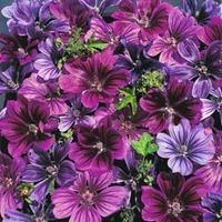 Malva sylvestris \'Mystic Merlin\' - 1 packet (40 malva seeds)