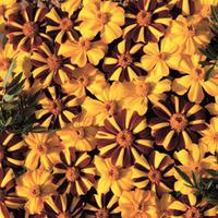 Marigold \'Jesters Mix™\' F1 Hybrid - 12 marigold plug plants