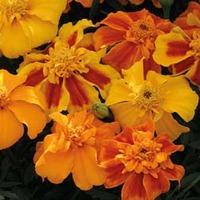 Marigold \'Sunburst Mixed\' F1 Hybrid - 1 packet (40 marigold seeds)