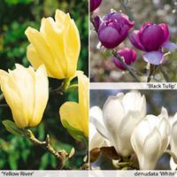 magnolia collection 3 bare root magnolia plants 1 of each variety