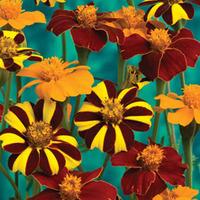 Marigold \'Pots of Gold\' - 1 packet (100 marigold seeds)
