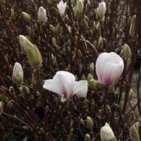 magnolia x soulangeana alba superba large plant 2 x 35 litre potted ma ...