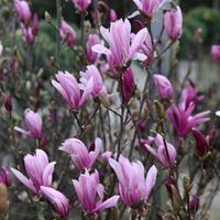 magnolia susan large plant 1 x 12 litre potted magnolia plant