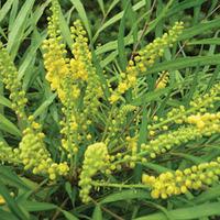 mahonia soft caress 1 x 13cm potted mahonia plant