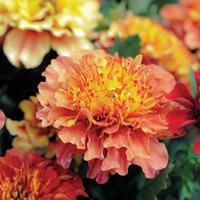 Marigold \'Strawberry Blonde\' - 24 marigold plug plants