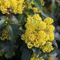 Mahonia aquifolium \'Apollo\' (Large Plant) - 2 x 3 litre potted mahonia plants