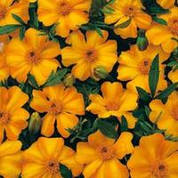 Marigold \'La Bamba\' - 1 packet (100 marigold seeds)